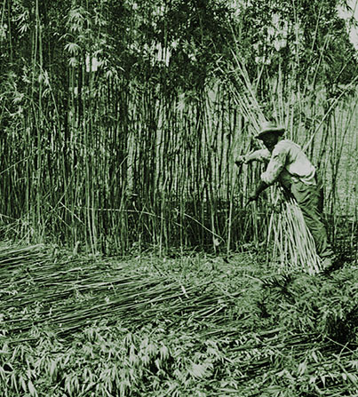 Hemp History