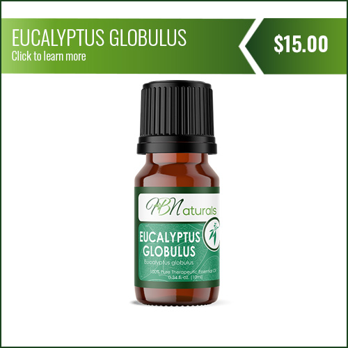Eucalyptus Globulus