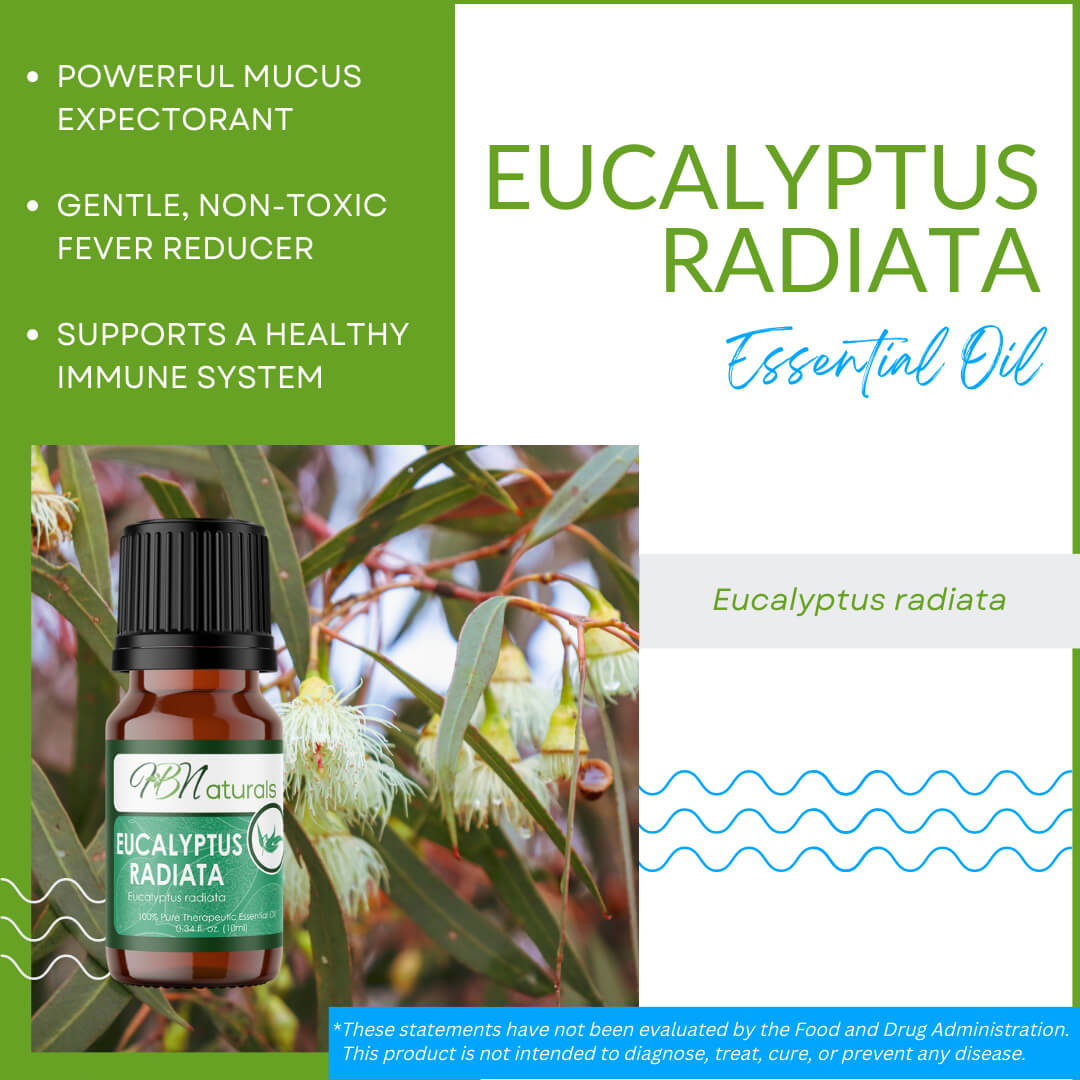 Eucalyptus Radiata Essential Oil