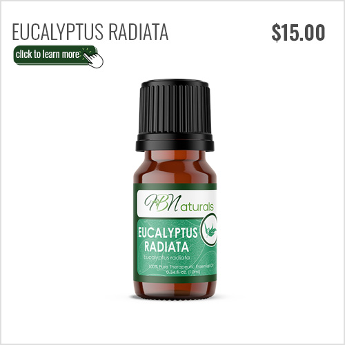 Eucalyptus Radiata